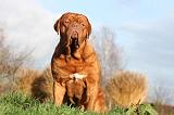 DOGUE DE BORDEAUX 220